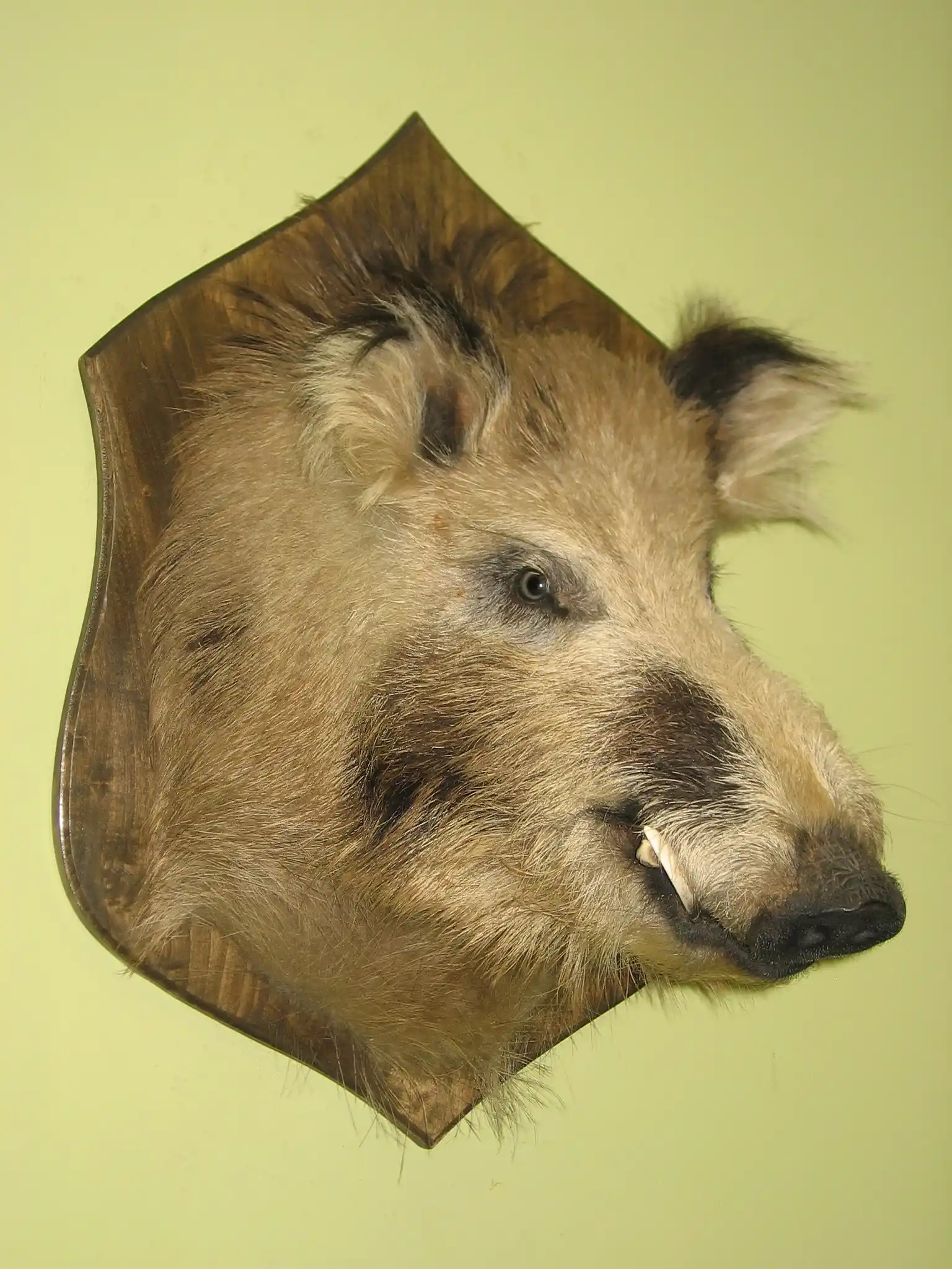 mpblures wild boar SR④ Xforst Siekiera Wikingów – nowa z minimalnymi błędami