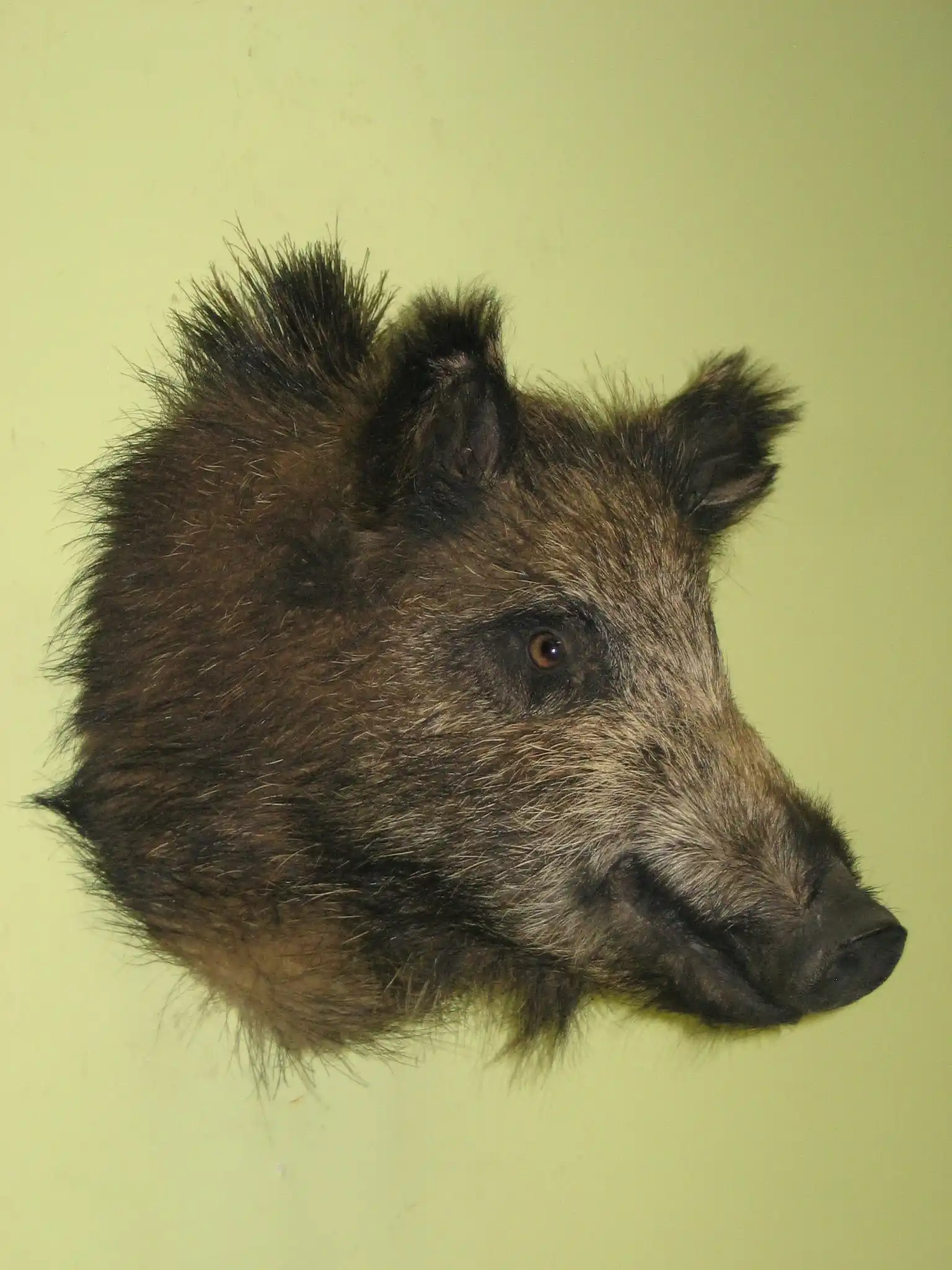 mpblures wild boar SR④ Xforst Siekiera Wikingów – nowa z minimalnymi błędami